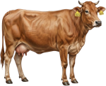 Female Baladi calf, 2 years