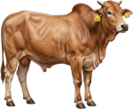 Male Baladi calf, 2 years