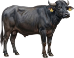 Male Jamsi bull under 2 years
