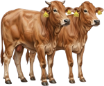 Male and female Baladi calves under 2 years