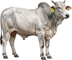 Male Brazilian calf, 2 years